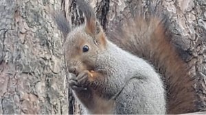 Эко -парк.Гремячая Грива.Белочки .Красноярск