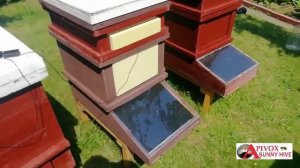 СОЛНЕЧНАЯ ПАСЕКА  почему на юге РФ  не погибает клещ Варроа даже при высоких температурах