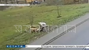 Город стал охотничьими угодьями сбежавшего алабая, а йоркширские терьеры — добычей