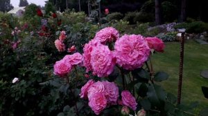 Июль на даче 2025