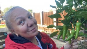 ВЛОГ 64/ ///ПОКУПКИ///РАБОТЫ ///ОСТАТКИ УРОЖАЯ/// И ПЛОВ НА МАНГАЛЕ//