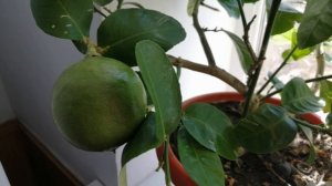 Люблю сажать красивые цветы фиалки и разные цветы и цитрусы лимоны