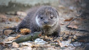 Три детеныша выдры пищат на всю округу, а мама спокойно плавает в бассейне.