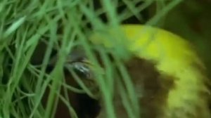 Ткачик строит гнездо