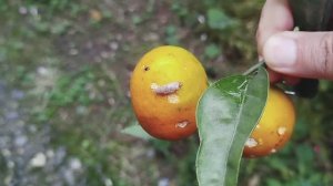 как улитка дырявит и сосет сок мандарина