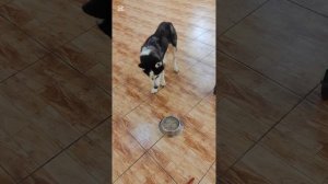 Отвезла Степашку в клинику, навестила Василису со Снежком