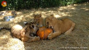 Праздник Тыквы