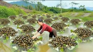 Ловлю крупных улиток, и везу их на грузовике на рынок.Работа на фермерском участке.Жизнь во Вьетнаме