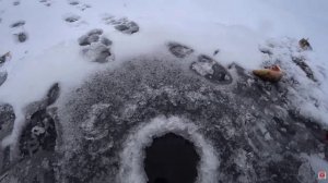 ОКУНЬ ДОЛБИТ ИЗ ПОДО ЛЬДА НА 20 СМ!!! СУПЕР РЫБАЛКА ПОЛУЧИЛОСЬ!!! Зимняя рыбалка 2025--2026!!!