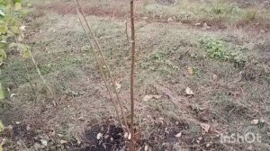 С днём бабушек и дедушек /как живут в русской деревне..