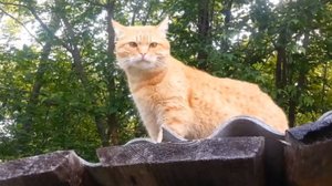 Его котейшество