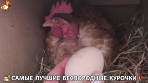 Цыплята и Курочки селяночки лучшие беспородные несушки 🥚 (368)