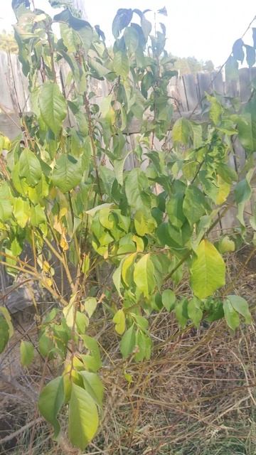 В Бурятии ну страусиной ферме выходили маленькую косулю смотреть онлайн