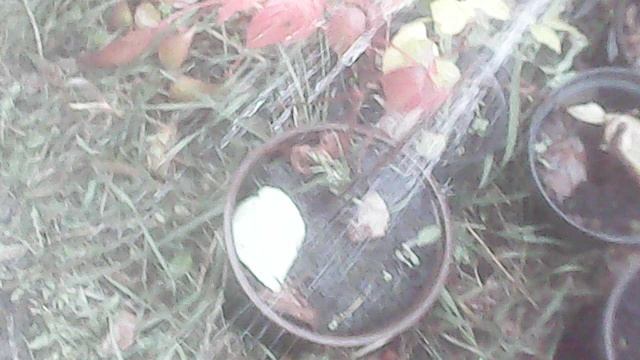 Полив саженцев ЗКС - фрагмент