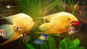 ФУТАЖ - ПОДВОДНЫЙ МИР