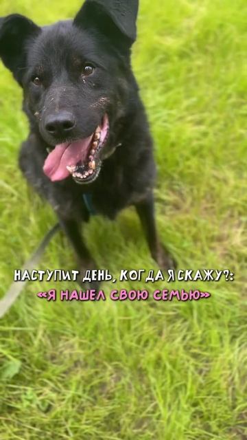 Спокойный Рокко ищет дом