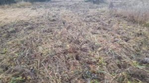 Арендное  поле 10Га