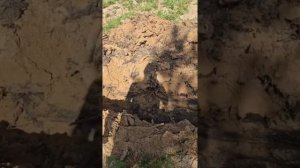 Видео от КЛИЕНТА! Делаем дренаж с мини-погрузчиком «Барнаулец 500"