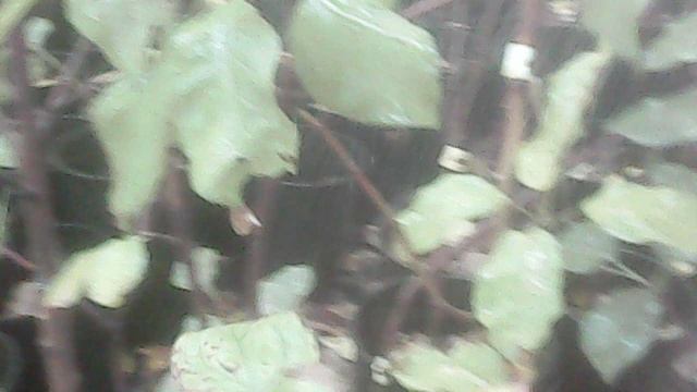 Влагозарядковый полив саженцев ЗКС в октябре 2025