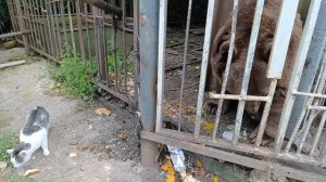 10) На зиму в Абхазию -4. Потапыч