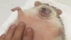 Гладим пузико домашним питомцам