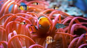 ФУТАЖ - ПОДВОДНЫЙ МИР