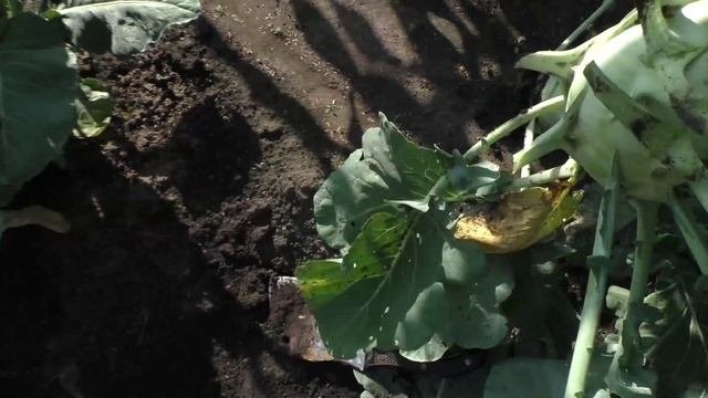 Капуста кольраби ГИГАНТ