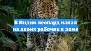 В Индии леопард напал на двоих рабочих в доме