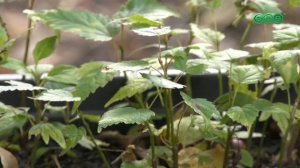 117 новых лип появятся в Уфе осенью — проект на 9 млн рублей