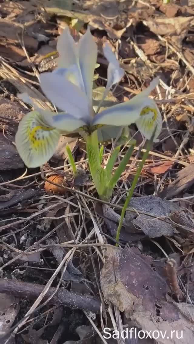 Иридодиктиум 'Кетрин Ходжкин'
