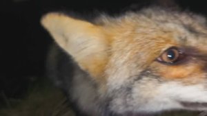 #уралиса лиса обыкноеная