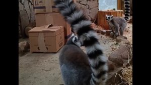 Захватчица😁