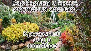 Барбарисы и яркие растения в саду. Красочный сад в октябре