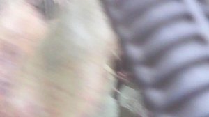 Влагозарядковый полив саженцев ЗКС в октябре 2025
