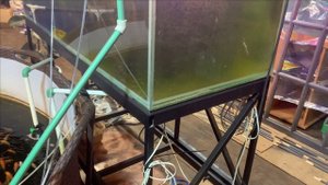 Дикие и ручные карпы КОИ.Текущая ситуация.