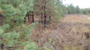 Огромное количество грибов Подмосковье октябрь 2025 года