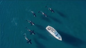 Бунт косаток