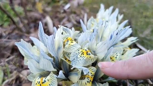 Ирисы сетчатые Иридодиктиумы. Описание сортов и уход . Часть 1