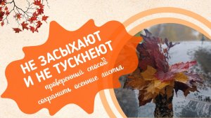 Сохранить листья надолго: проверенный способ с 2-мя компонентами. DIY осенний декор