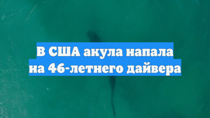 В США акула напала на 46-летнего дайвера