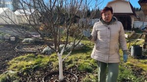 НУЖНО ЛИ БЕЛИТЬ ДЕРЕВЬЯ