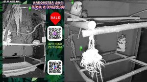 Волнистые попугаи 🦜🦜🦜 | авиарий на балконе📍