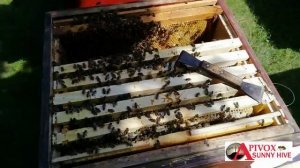 СОЛНЕЧНАЯ ПАСЕКА работа со щитками Солнечного улья при +36С и солнце