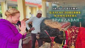 28 октября. Го Пуджа. Благословения Камадхену