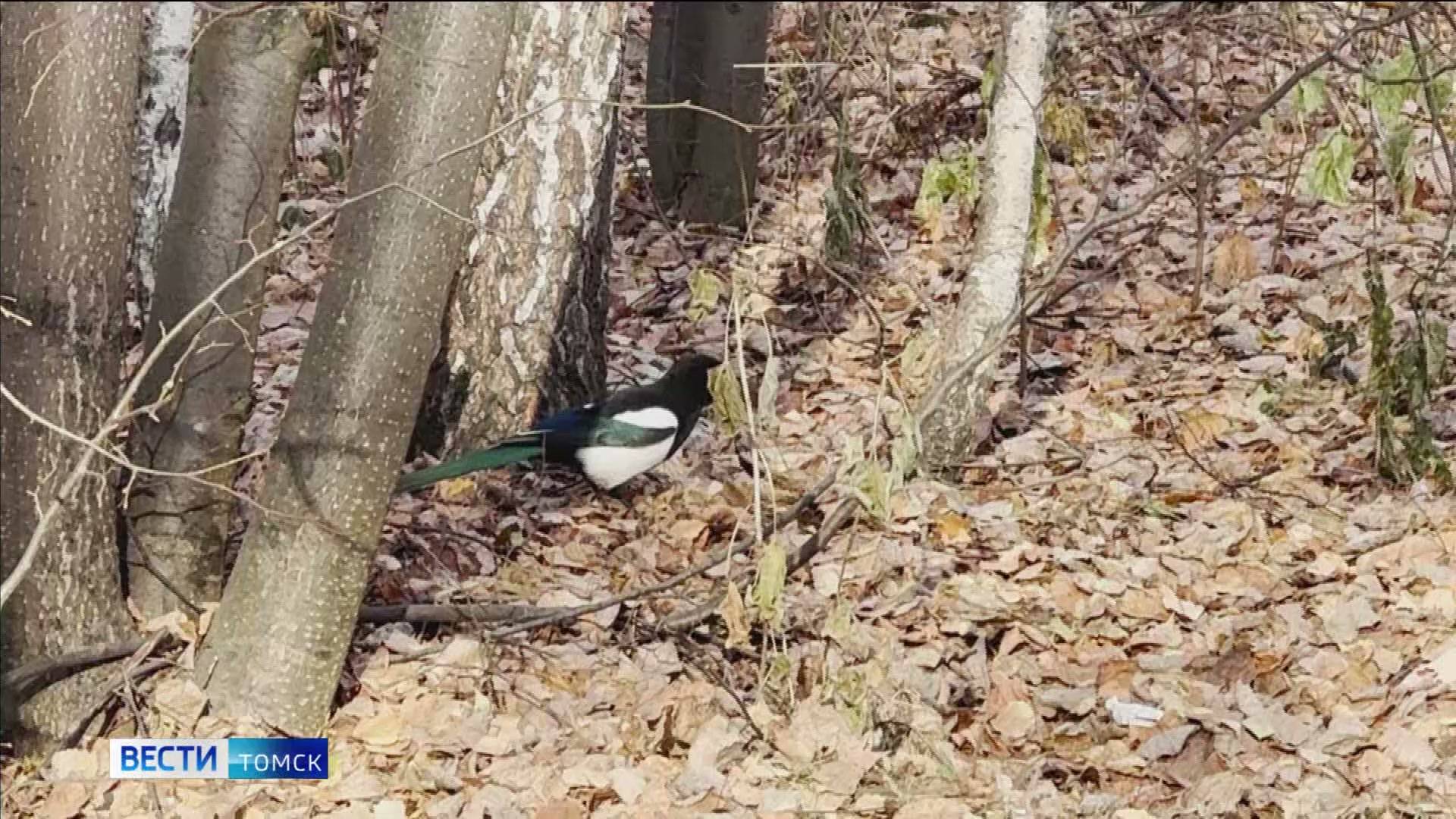 Вести-Томск, выпуск от 28.10.2025 11:30