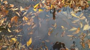 А. Кофанов - Ржавые трупы листвы