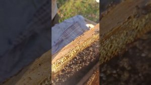 27.10.2025. Знакомый пчеловод снял видео про пчёл.