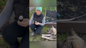 Вот так мою теплицы