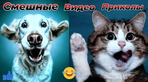 Самые смешные видео приколы|Юмор и Приколы.