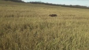 20251026_Тяжёлый подъём перепела